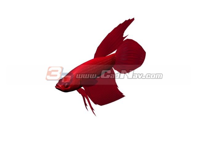 Red dragoneye goldfish 3d rendering