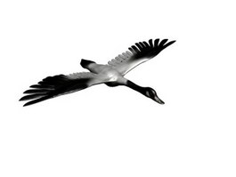 Coscoroba Swan 3d preview