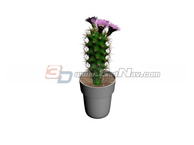 Potted Cactus 3d rendering