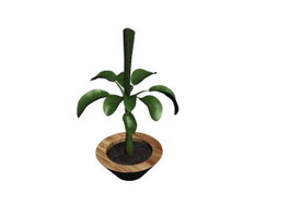 Indoor plant bonsai 3d model preview