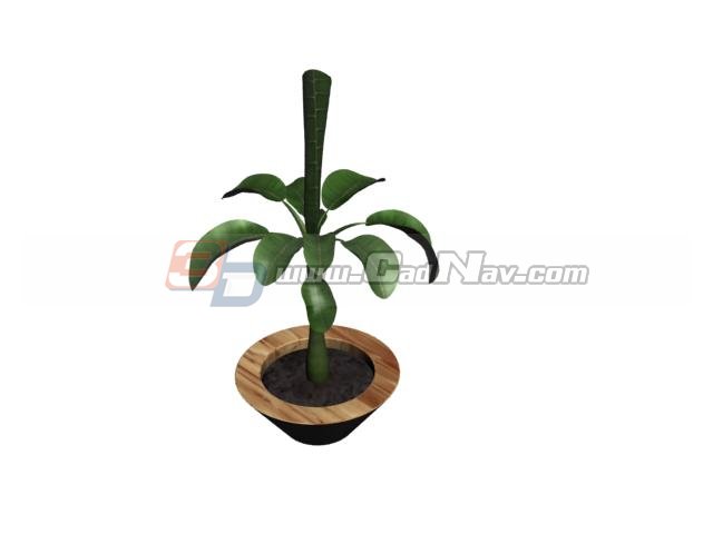 Indoor plant bonsai 3d rendering