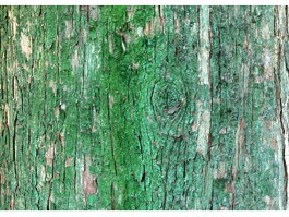 Tree moss texture