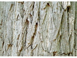 Delavay oak bark texture