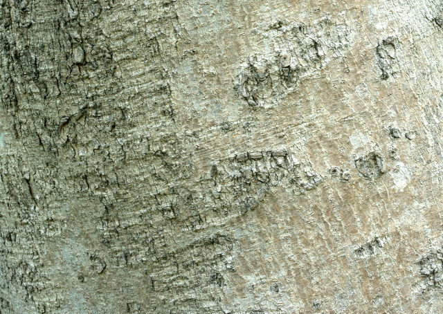 Poplar Tree Bark Texture Image 5565 On Cadnav