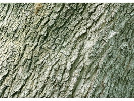 Cork oak bark texture