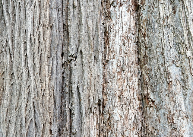 Banyan bark texture