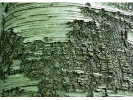 Old Oak Bark texture