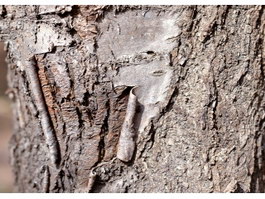 Peel tree bark texture