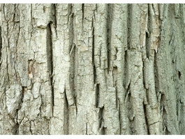 Red oak bark texture