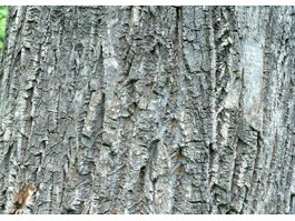 Cork Oak Tree bark texture