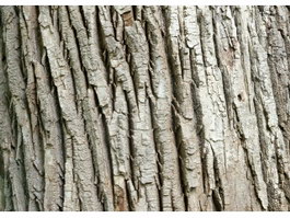 Groove in bark texture