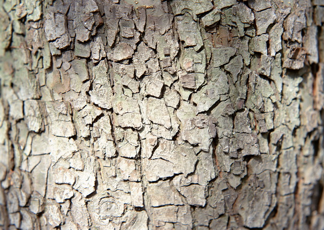 Flakes of old bark texture