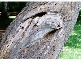 Gnarly bark tree texture