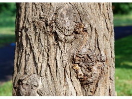 Trunk of the tree tumor texture
