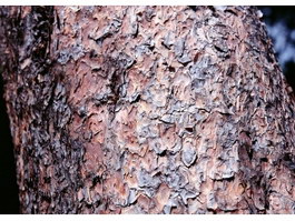 Red Cedar Bark texture