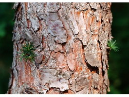 Fir tree bark texture