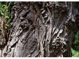 Sprouted bark texture