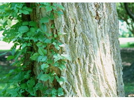 Vine plants on the tree texture