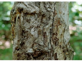 Shaggy bark texture