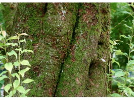 Green lichen on bark texture