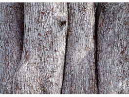Kauri tree bark texture