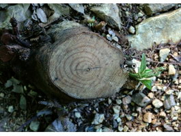Budded stumps texture