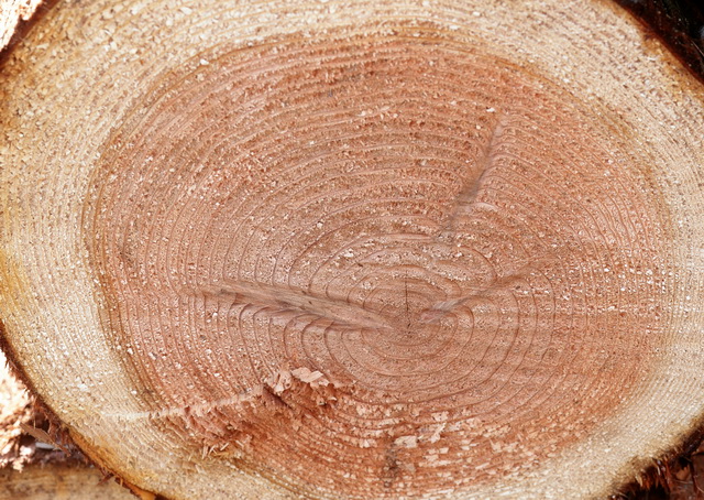Growth ring of wood texture
