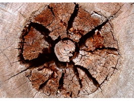 Seasoning crack log texture