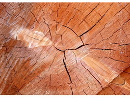 Crack of wood texture
