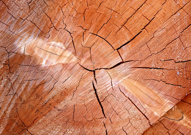 Crack of wood texture