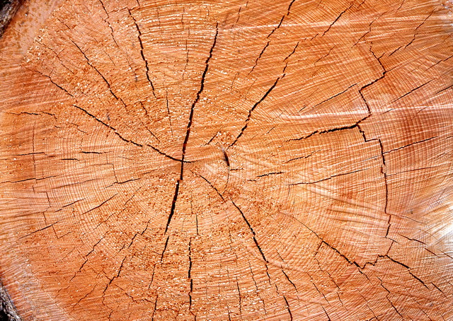 Gash of timber texture