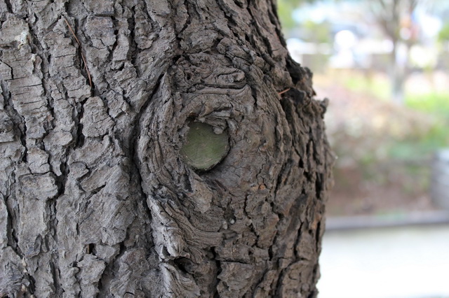 Knot on tree trunk texture