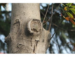 Twig on tree texture