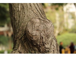 Tree wart texture