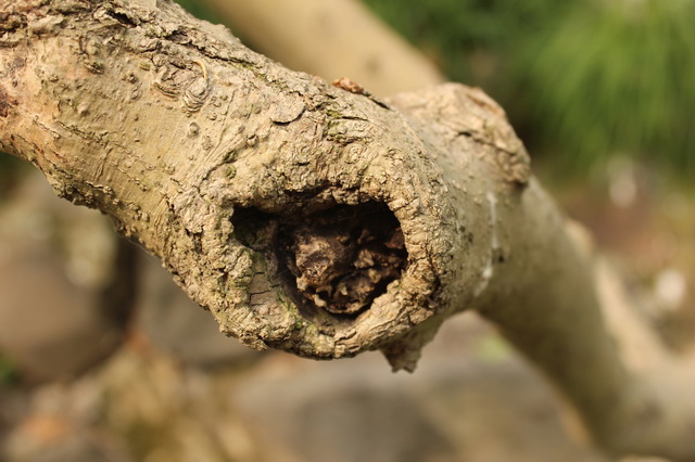Wormhole on the tree texture