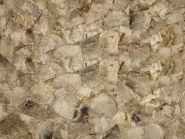White Petrifide Wood Gem texture