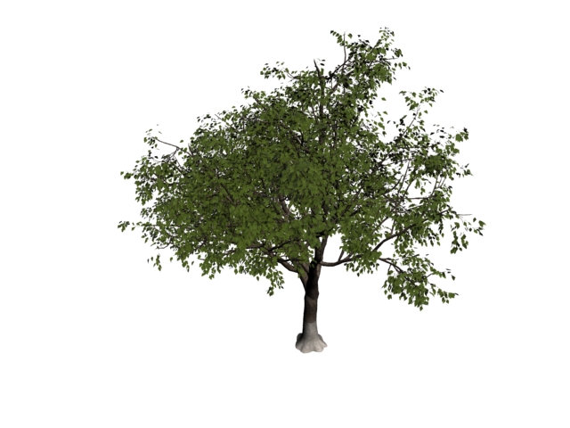 Apple Tree 3d rendering