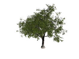 Apple Tree 3d model preview