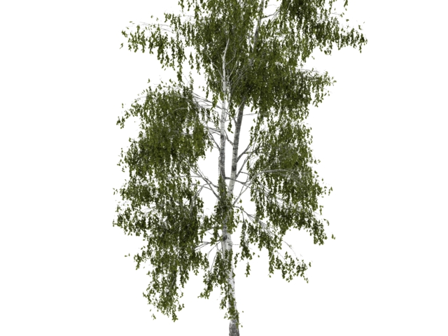 Silver Birch 3d rendering
