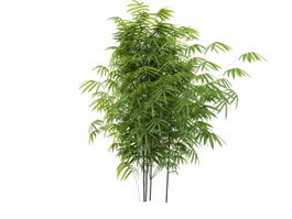 Bambusoideae Bamboo 3d model preview