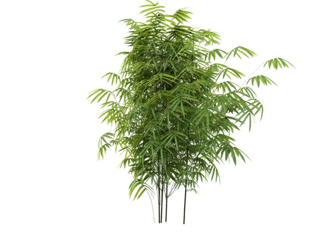 Bambusoideae Bamboo 3d rendering