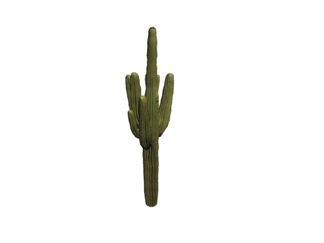 Huge Cactus 3d rendering