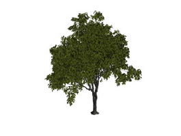French elm tree 3d model preview