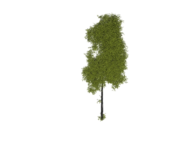 Wild plant tree 3d rendering