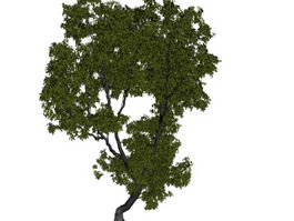 Vegeta elm tree 3d model preview
