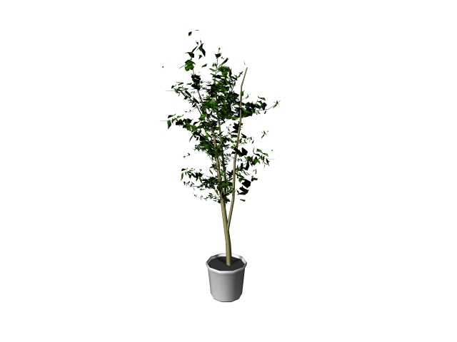 Potted tree 3d rendering