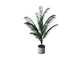 Potted plant cycas 3d model preview