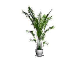 Potted madagascar palm 3d model preview
