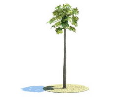 Carica papaya tree 3d model preview