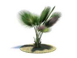 Copernicia baileyana tree 3d model preview